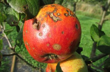 Krastavost lista i ploda jabuke - Venturia inaequalis