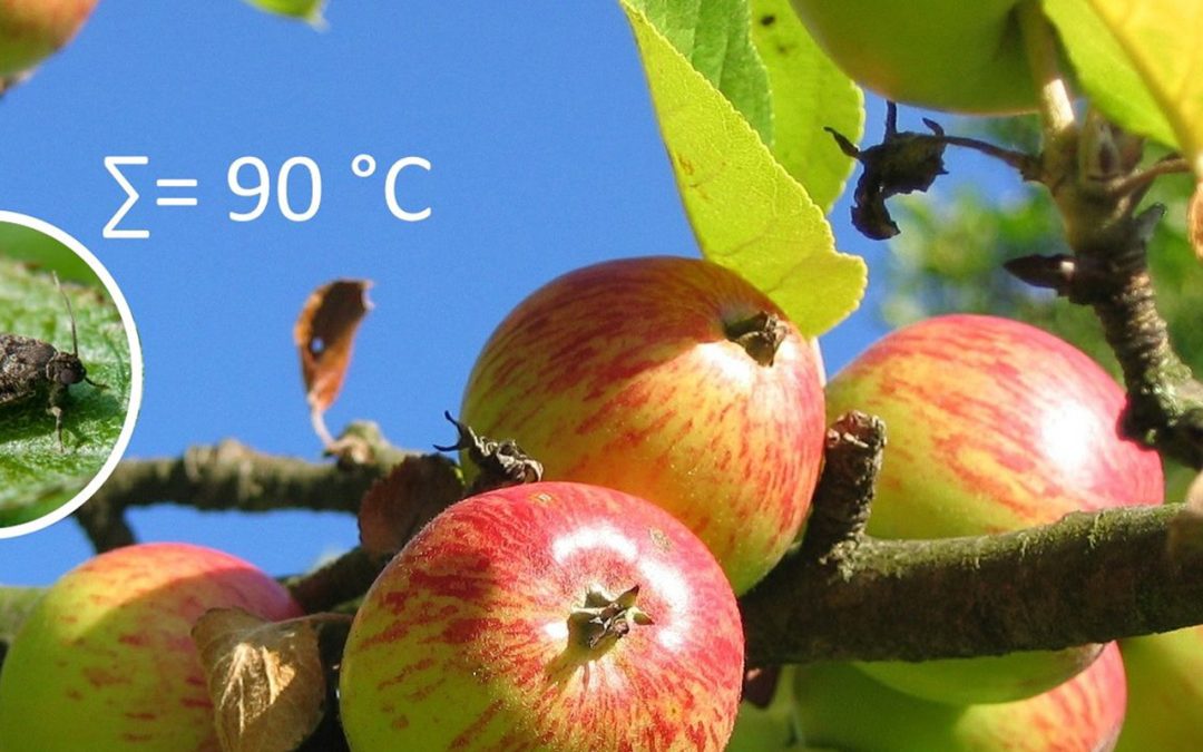 Sume efektivnih temperatura štetnika jabuke i fenofaza